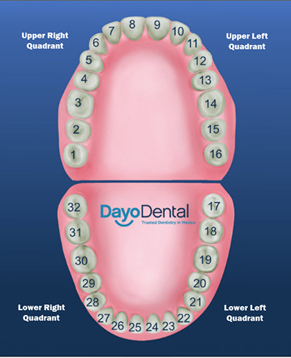 Teeth numbers and Teeth Names Chart